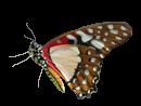 Schmetterling