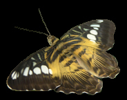 Schmetterling