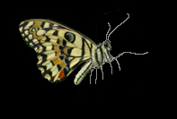 Schmetterling