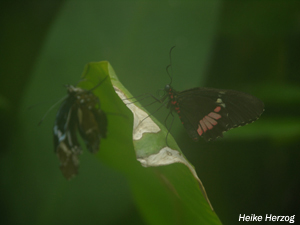 Schmetterling