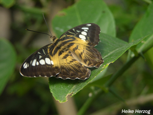 Schmetterling